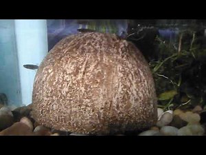 Gambusia (mosquito fish) care