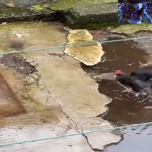 11K views · 184 reactions | Kung Fu - Golden Rooster and Mouse Style. | Dalvis Madagascar Page | Facebook