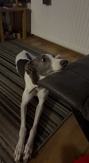 Neil Miles on TikTok