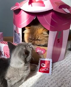 Kissing booth! | Pierre