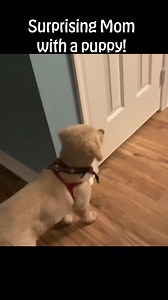 2.3M views · 10K reactions | Surprising Mom with a Puppy #surprise #puppy | The Golden Ellie | Facebook