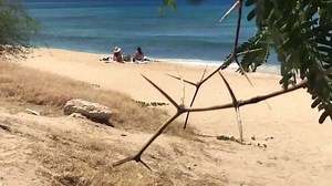 The natural predator of rubber slippers. | Andy Bumatai