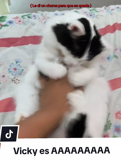 Vicky es AAAAAAAAA: El meme de mi gato