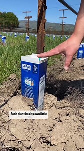 Milk boxes in the vineyard? Why? In vineyards, you may occasionally spot milk boxes surrounding young vines 🌱. This method protects against various threats such as insects and rabbits, which can cause significant damage to the tender plants. The milk boxes are placed around the base of the young vines, acting as barriers that shield the vulnerable plants from being eaten or harmed by these pests. This practice is an example of a straightforward and eco-friendly approach to safeguarding the earl