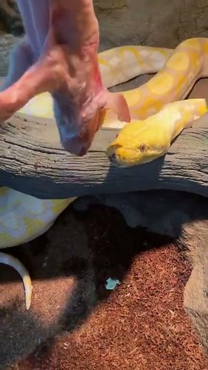 GIANT SNAKE EATS BABY PIG!! | BRIAN BARCZYK