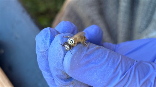 US scientists tag 32,000 bees with QR codes to study foraging