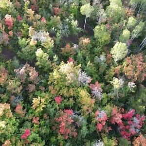Park City is already looking colorful! From @kutv2news 🍂 FALL FOLIAGE TIME! Many of the trees near Pinebrook in Park City are starting to turn bright yellow, orange and red 🍂 📍: Summit County, Utah 🎥: Becky Harding, via kutv.com/chimein #utahfallcolors #utahfall #utah #fall2023 #utahfunactivities | Utah Fun Activities