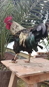 Golden Buff Orpington Crowing - Buff - Orpington Rooster Crowing #bufforpington #chickens #rooster #RoosterCrowing #Rooster #Crowing #bestroostersound #Chicken #RoosterCrowingSound #roostersound #RoosterCrowingday #chickens #Brahma #Silkierooster #Orpingtonchicken #Pekinbantam #Krährufder #Hähnevon | Wild BIRDS