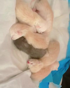 2.9K views · 29 reactions | Its raining season and kittens season as...