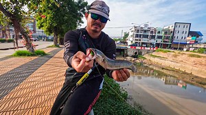 2.5K views · 201 reactions | KING FROG on Reels | Facebook