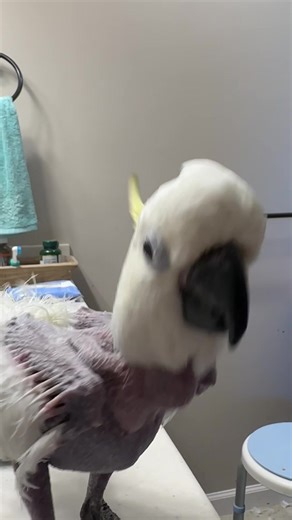Sound on 😂😂 | Tallgrass Parrot Sanctuary, Inc