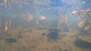 A couple of turtles on the underwater marsh cam today! 🐢 The first is a smaller Snapping Turtle who checks out the cam. The second is a Painted Turtle that grabs a breath of air near the cam. | Jocelyn Anderson Photography
