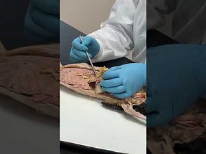Rabbit Digestive Dissection