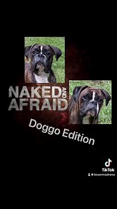 19K views · 694 reactions | Jackson and Megumi try to survive 21 days on naked and afraid Doggo edition #boxerdog #puppies #dogs | Boxer Madness | Facebook