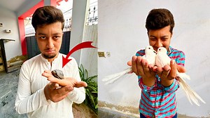 Humara Turtle Mar Gya 😭 aur White Doves A Gyi 🕊️ #Lion #Chicks #chickens #vlogging #chooze #incubator #turkey #petcare #diy #indian #petsvlog #viral #vlogger #parrots #frillback #Naats #urdu #india #pets #vlogs #vaccine #parrotlife #hatchery #indian #gaon #Bharath | 100 Kaam Hain