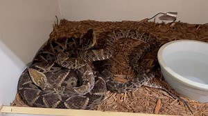 Terciopelo ( Bothrops asper) breeding. | Kentucky Reptile Zoo
