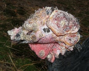 HELP, What to do about big lumps on Turkey head?