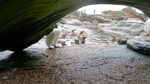 Aviculturist Marie shared this video of our murre chick in the pool surrounded by their "entourage" (Mom, Dad, and a lot of hangers-on). Towards the end of the video you can see an adult murre with a yellow gray band herding the chick out of view - that's Dad, M59, the oldest murre in the Seabird Aviary! He turned 39 years old this summer, and has had 3 chicks total: Rage against the Murrechine in 2023, Murphy in 2024, and now this kiddo. This murre chick is almost 40 days old. The baby fledged 