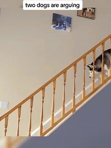 German shepherd clearly pays the bills #dogs #argument #wife #fight #fun #reels | 5bestthings.com