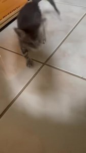 33 reactions | Topa and Turner are 5-6 week old kittens who will be available for adoption in the next couple of weeks. Please contact us via info@caymanhumane.org if you are interested in adopting these little munchkins. | Cayman Islands Humane Society | Facebook