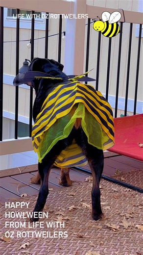 1.2K views · 102 reactions | Happy Howlween from my always busy bee, Nami and my big Lion, Ullr #dogsincostume #rottweilers #dogreels #dogsarefamily#rottweilersrule | Life with Oz Rottweilers | Facebook