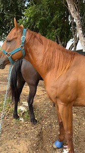 27K views · 353 reactions | Peppy cobrindo a mijoleta! #animal #cavalo #egua #cavalos #animais #animals #garanhão #horses #fblifestyle #horse | Espanta Ranch | Facebook