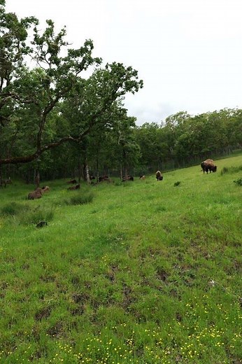 Winston Wildlife Safari, video 63, vertical, 6k