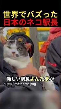 The Japanese cat stationmaster that went viral worldwide