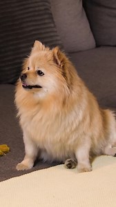 Teaching your pup to give paw 🐾 is easier than you think! Follow these simple steps for a fun new trick! 🐶✨ #DogTraining #PawTrick #FurryFriends | Pets Fanatic