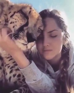 Cheetah attacks woman with snuggles | WallRule