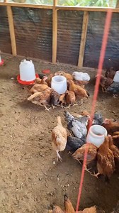 There are many queries I find about poultry farming but one of the most important thing is preparation, especially on budgeting for the feeds. Chakula ya kuku inaweza kuramba vibaya sana. Though am not an expert, I'll be sharing my experiences as a passionate farmer so that you too can learn. As for now, you can get fertilised eggs, za kukula na kuwekea kuku that's for hatching.... You can get laying hens and about to lay too. And may I remind you that you can get very tasty jogoos to return tha