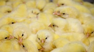 Baby Chicken Small Very Beautiful Stock Footage Video (100% Royalty-free) 1854004 | Shutterstock