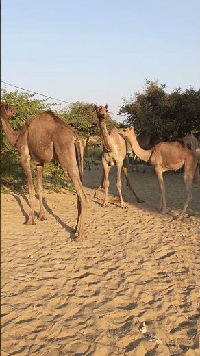Camel mating process in village |Animal breeding zone.#1000subscriber