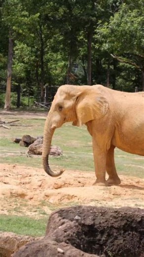 16K views · 118 reactions | A mud bath is always a great idea to our bachelor herd!  This not only helps keep them cool during the warmer days but also provides a protective layer for their skin! ☀️ | The Birmingham Zoo | Facebook