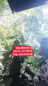 #HorseRadish #Malunggay #vegetable #vitamins #fbreels #SharePost | Melody Zita Aberilla | Facebook