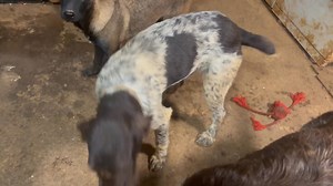 National German Wirehaired Pointer Rescue on Reels