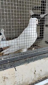 Beautiful Laka Pigeon 🥰 | Kashif Khan Aseel