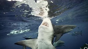 3.9K views · 187 reactions | Coming in hot! Video by Tanner Mansell #floridasharkdiving | Florida Shark Diving | Facebook