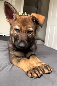 440K views · 21K reactions | Jasper the German Shepherd Compilation | Jade the Sable GSD | Facebook