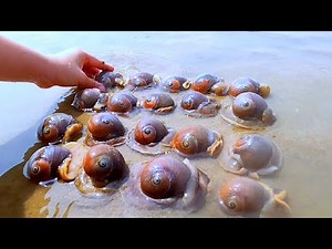 Catch a variety of shellfish and sea snails, as well as ferocious giant lobsters