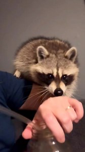 She is so stinking cute #raccoon #raccoons #raccoonsofinstagram #trashpanda #raccoonlove #raccoonlife #raccoonlover #wildlife #animals #babyraccoon #cute #rocketraccoon #raccoonbaby #raccoonofinstagram #raccooncafe #raccooneyes #raccoonmemes #nature #mapache #petraccoon #racoon #raccooncity #trashpandas #art #raccoonart #love #cuteanimals #waschb #pet #animal #memes #cuteraccoon #raccoondog #r #animallovers #photography #wildlifephotography #babyraccoons #funny #fox #naturephotography #petsofins