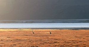 clip-1022509312-wildlife-fauna-ladakh-india-himalaya-mountains-wild