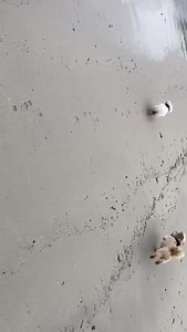 Hard to believe it’s a year since I picked up Bailey now called Tiny. She has settled in very well and loved her new life. | Limerick Animal Welfare