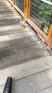 POV: When neither of you were expecting to see each other around the corner. 😳🐿🌲 #MorningInspection #WildlifeWelcome #RedwoodSkyWalk | Sequoia Park Zoo