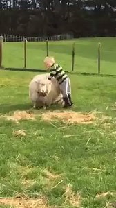 74K views · 474 reactions | When a dealer says they're bombproof.... | Heavenly Horses | Facebook