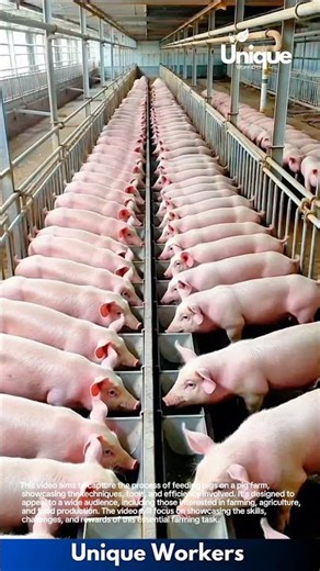 Pig feeding on a pig farm: efficient livestock management