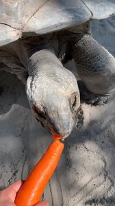 2.1K views · 97 reactions | Carrot delight for my tortoise friend! 凌 #animals #notpets #tortoise @credit Jacob Feder Dm for removal  | All About Turtles | Facebook