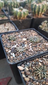 Ariocarpus kotschobeyanus tayrensis. Loc palmillas zacatecas #cactus | Cactus Corsa