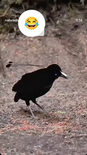 35K reactions · 2.1K shares | Soni Indora on Reels | Facebook