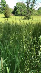 #museummomentofzen taking a moment to appreciate the beauty of nature around us | Daniel Boone Homestead